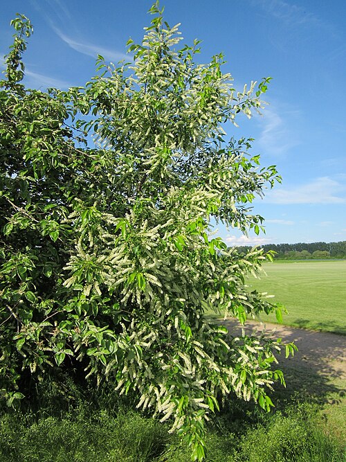 Black cherry: Spätblühende Traubenkirsche ( Prunus serotina ) bei Reilingen