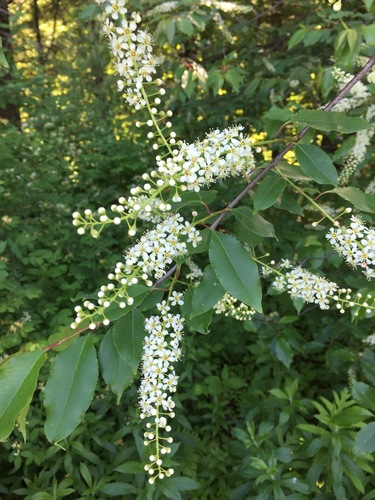 Black cherry (Prunus serotina)