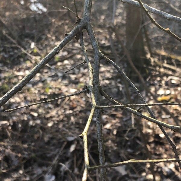 Black cherry (Prunus serotina)