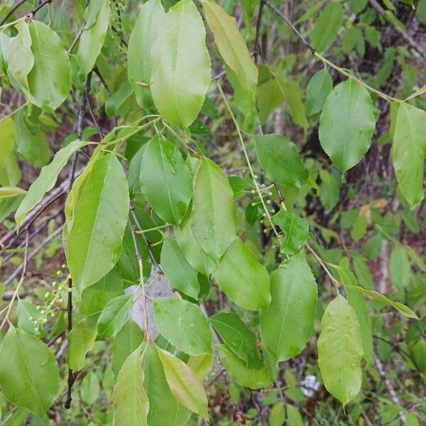 Black cherry (Prunus serotina)