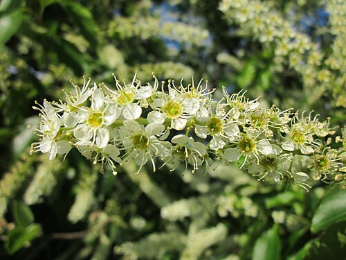 Black cherry: Spätblühende Traubenkirsche ( Prunus serotina ) bei Reilingen