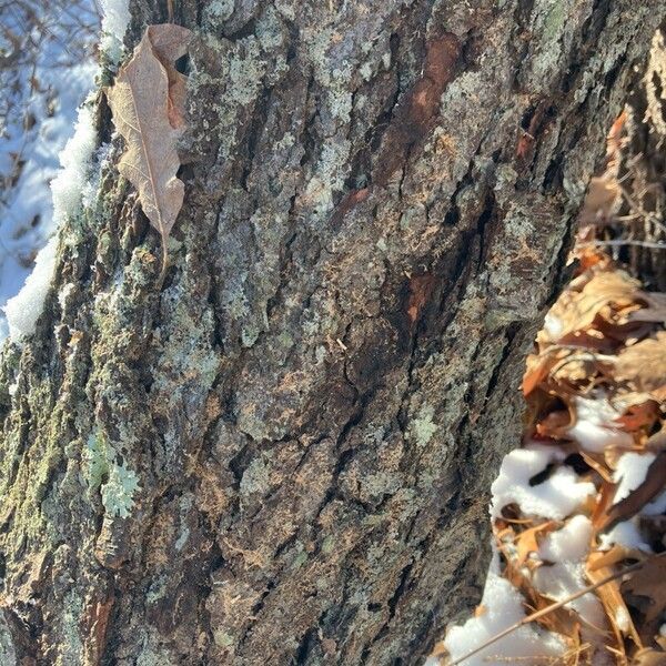Black cherry (Prunus serotina)