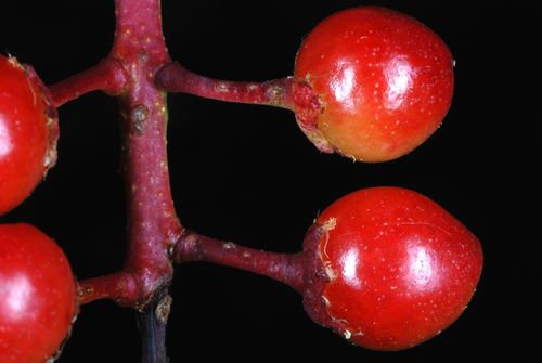 Black cherry (Prunus serotina)