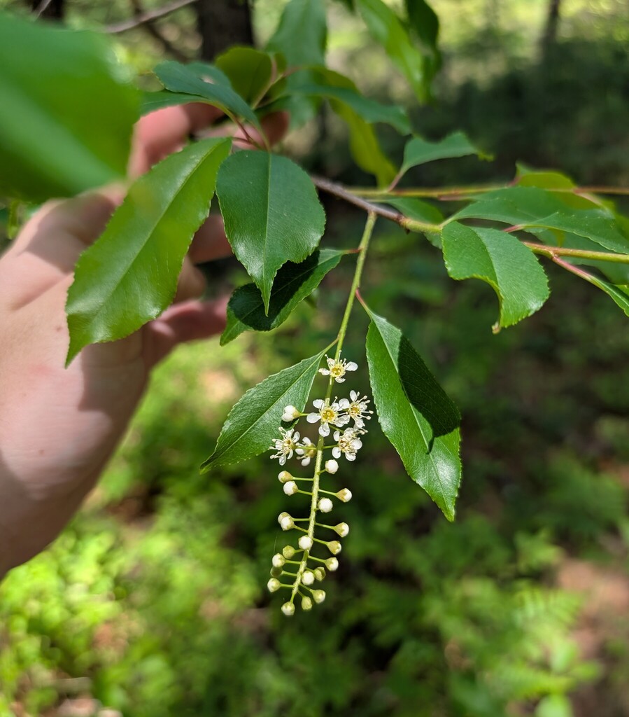 Black cherry (Prunus serotina)