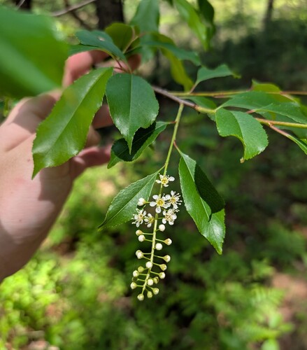 Black cherry (Prunus serotina)