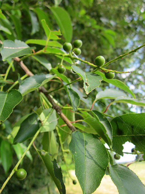 Black cherry: Traubenkirsche ( Prunus padus ) auf den Kisselwiesen bei Reilingen