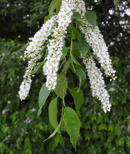 Black cherry (Prunus serotina)