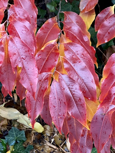 Black cherry (Prunus serotina)