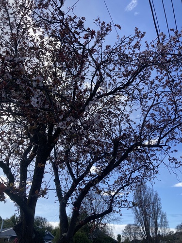 Japanese flowering cherry (Prunus serrulata)