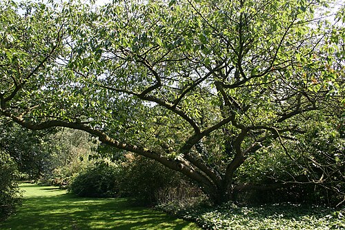 Japanese flowering cherry: Kalmthout (Belgium), Arboretum Kalmthout . - Remarkable Japanese Cherry var. Thai-Haku.