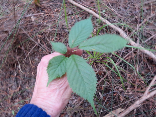 Japanese flowering cherry (Prunus serrulata)