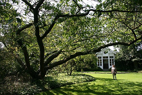 Japanese flowering cherry: Kalmthout (Belgium), Arboretum Kalmthout . - Remarkable Japanese Cherry var. Thai-Haku.