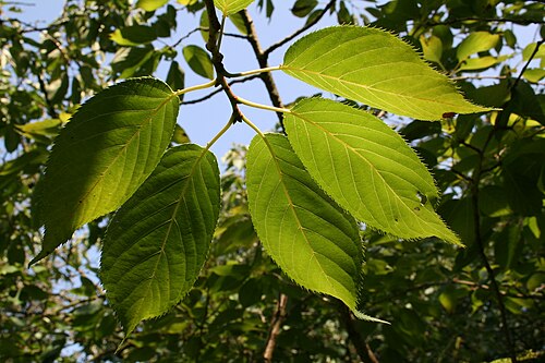 Japanese flowering cherry: Kalmthout (Belgium), Arboretum Kalmthout . - Leaf of the Japanese Cherry var. Thai-Haku.