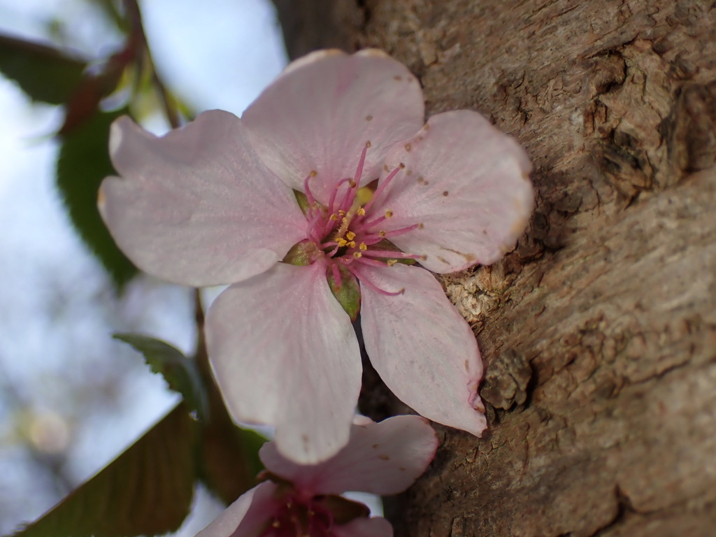 Japanese flowering cherry (Prunus serrulata)