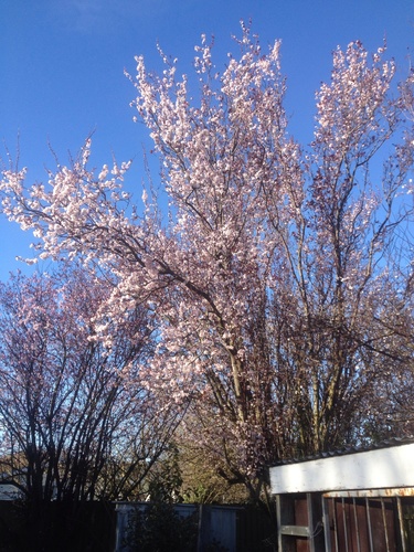 Japanese flowering cherry (Prunus serrulata)