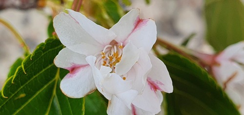 Japanese flowering cherry (Prunus serrulata)