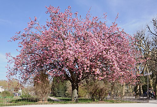 Japanese flowering cherry: Japanese Cherry 'Kanzan' ( Prunus serrulata (Sato-zakura Group) 'Kanzan') in bloom - Jardin des Plantes, Paris, France.