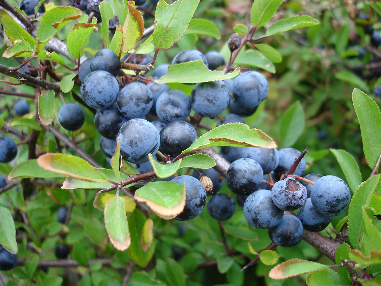 Blackthorn: This shrub is called Blackthorn (its berries are called Sloe) NAMES IN OTHER LANGUAGES: Slån or Slånbärsbuske in Swedish, Slåpetorn in norwegian, Slåen in danis