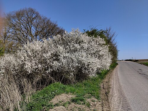 Blackthorn: Haie de Prunelliers en fleurs. Près de Namur, Belgique.