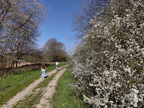 Blackthorn: Haie de Prunelliers en fleurs. Près de Namur, Belgique.