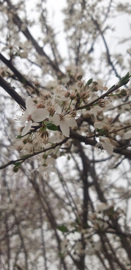 Blackthorn: Prunus spinosa in uzbekistan