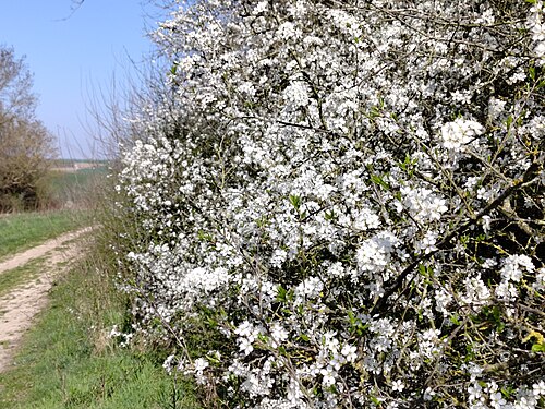 Blackthorn: Haie de Prunelliers en fleurs. Près de Namur, Belgique.