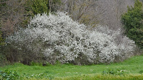 Blackthorn: Blackthorn (Prugnolo) ( Prunus spinosa ) at Villa Doria Pamphilj in Rome, Italy.
