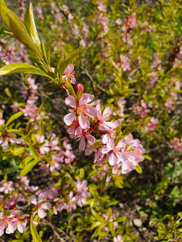Dwarf Russian almond (Prunus tenella)