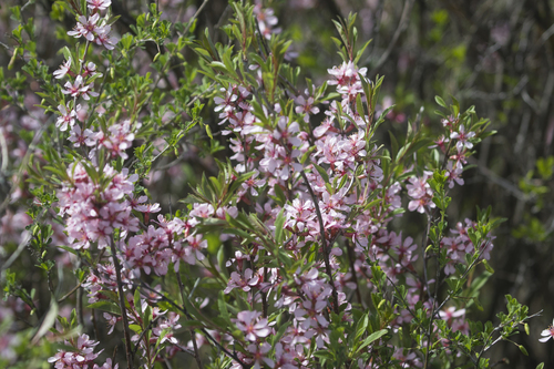 Dwarf Russian almond (Prunus tenella)