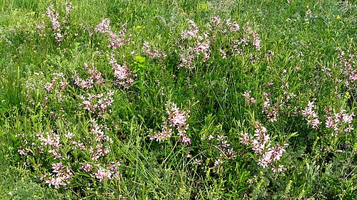 Dwarf Russian almond: Мигдаль степовий (Prunus tenella, Amygdalus nana) — раритетний вид рослин, занесений до Червоного списку Запорізької області. Формація мигдалю степового занесен