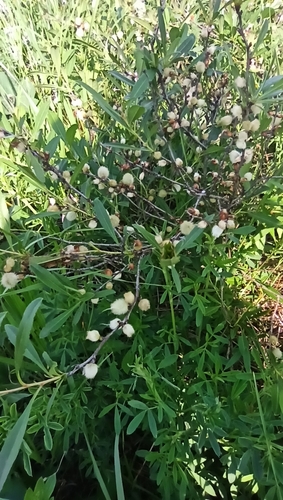 Dwarf Russian almond (Prunus tenella)