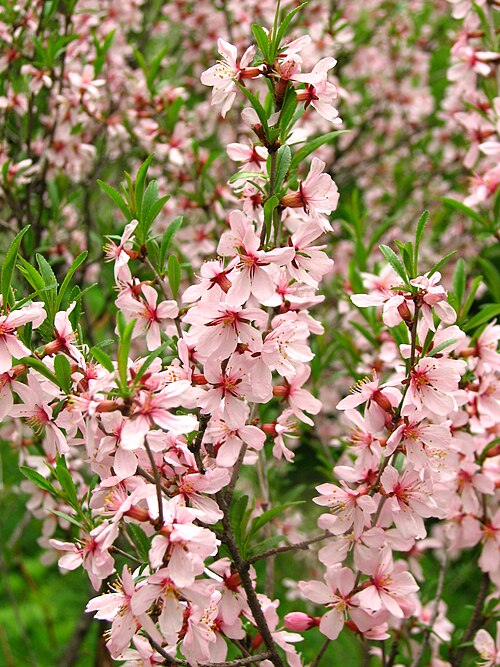 Dwarf Russian almond: A blossoming Dwarf Russian Almond (Prunus tenella) in the Moscow State University Botanical Garden "Aptekarsky Ogorod".