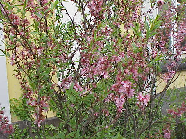 Dwarf Russian almond: Species : Prunus tenella Family : Rosaceae Image No. 2