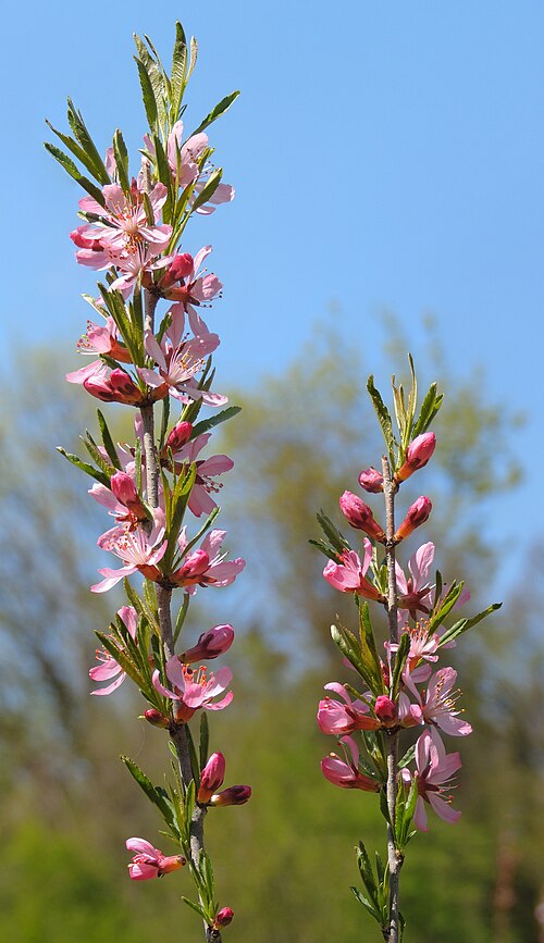 Dwarf Russian almond: dwarf russian almond Zwerg-Mandel migdal pitic