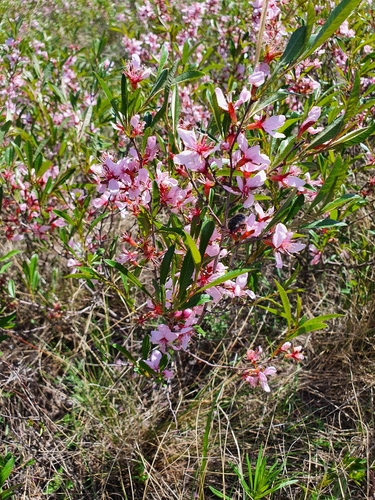Dwarf Russian almond (Prunus tenella)