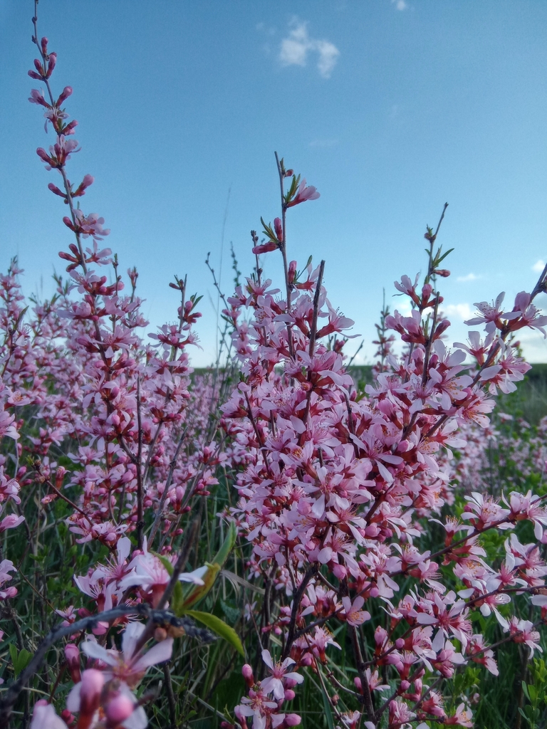 Dwarf Russian almond (Prunus tenella)