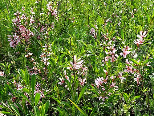 Dwarf Russian almond: Мигдаль степовий (Prunus tenella, Amygdalus nana) — раритетний вид рослин, занесений до Червоного списку Запорізької області. Формація мигдалю степового занесен