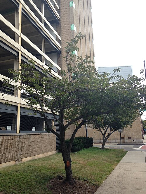 Chokecherry: C5-1-Prunus virginiana