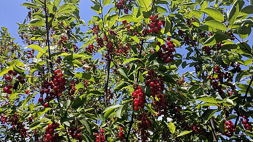 Chokecherry: Fruits du cerisier de Virginie. Les fruits se présentent sous forme de grappes.