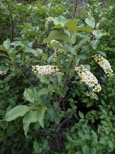 Chokecherry (Prunus virginiana)