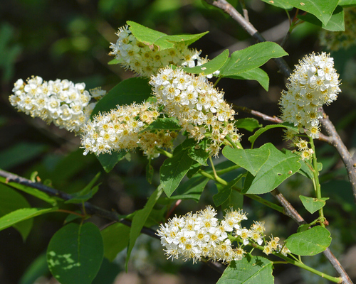 Chokecherry (Prunus virginiana)
