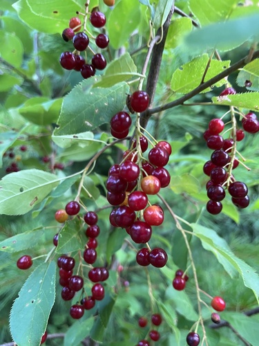 Chokecherry (Prunus virginiana)