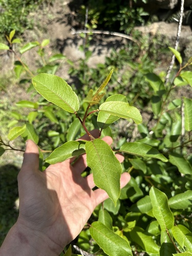 Chokecherry (Prunus virginiana)