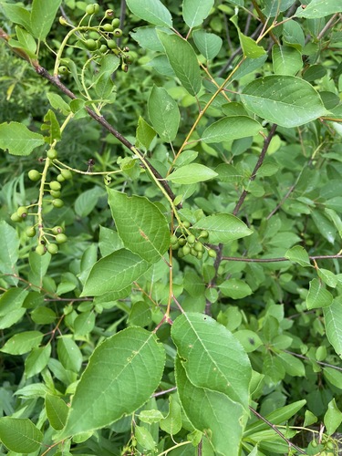 Chokecherry (Prunus virginiana)
