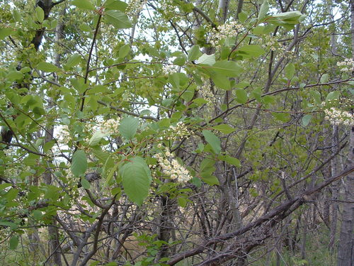 Chokecherry (Prunus virginiana)