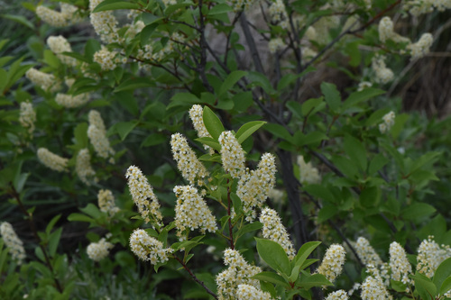 Chokecherry (Prunus virginiana)