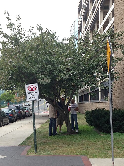 Chokecherry: C6-1-Prunus virginiana
