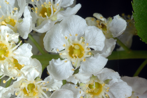 Chokecherry (Prunus virginiana)