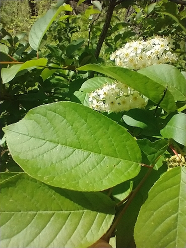 Chokecherry