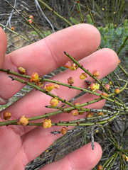 Psammomoya choretroides (Psammomoya choretroides)